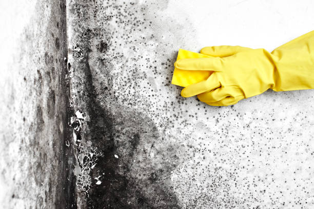 Best Commercial Mold Removal  in Carrizo Springs, TX