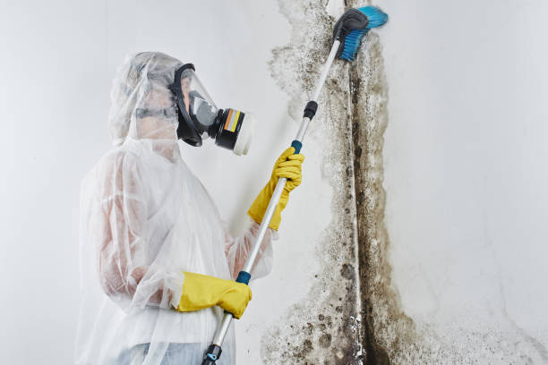 Best Residential Mold Removal  in Carrizo Springs, TX