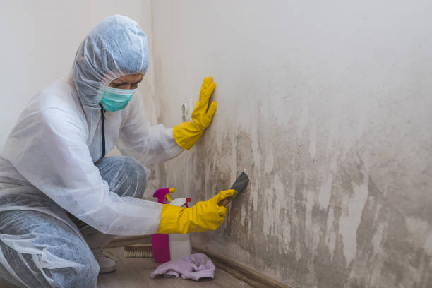 Best Mold Removal Near Me  in Carrizo Springs, TX