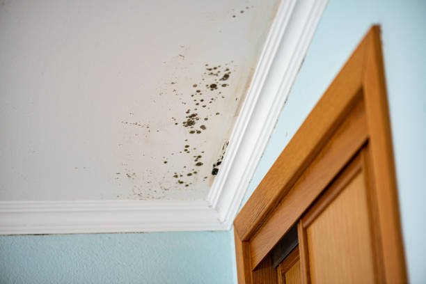 Best Toxic Mold Removal  in Carrizo Springs, TX