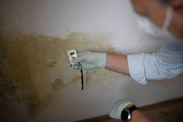 Best Mold Remediation  in Carrizo Springs, TX