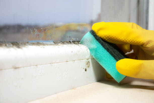 Best Certified Mold Removal  in Carrizo Springs, TX